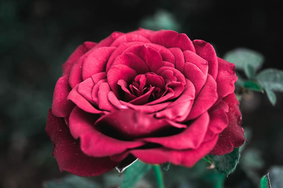 red rose photography, red rose, flower, petal, bloom, dark, flowering plant HD wallpaper