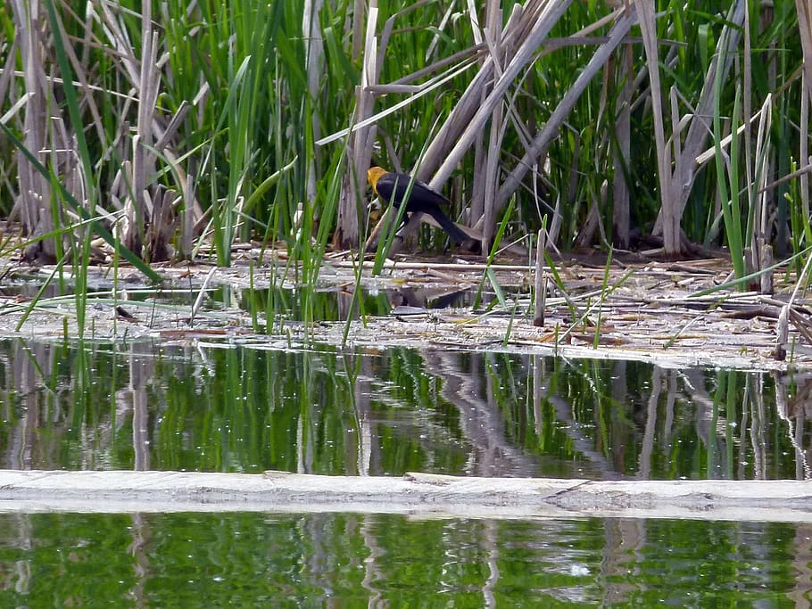 Yellow Headed Blackbird, Marshland, swamp, common reed, nature, HD wallpaper
