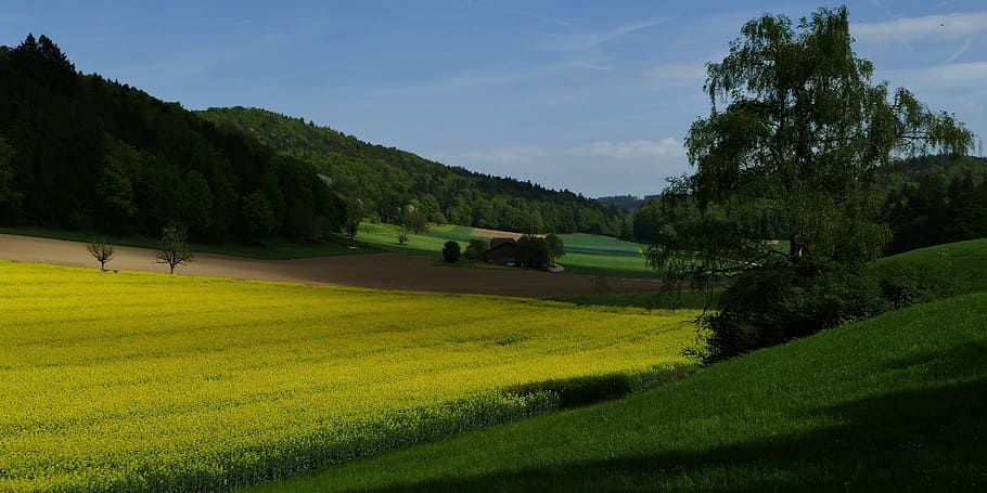 landscape, nature, fields, trees, oilseed rape, plant, green color HD wallpaper
