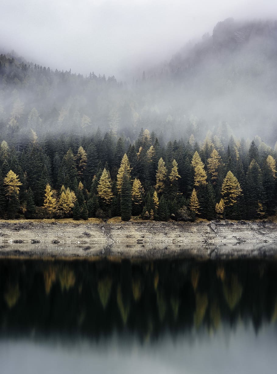 trees reflecting on body of water, reflective photography of pine tree line near body of water