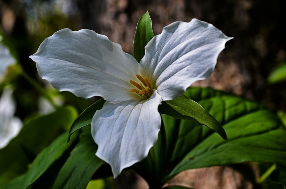 white trillium flower in close-up photography, spring, wildflower HD wallpaper