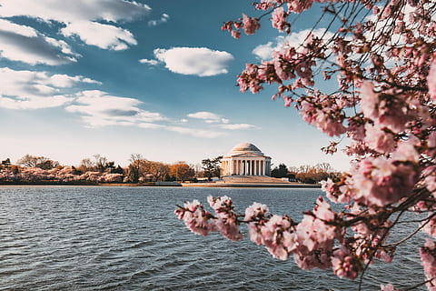 close up photo of cherry blossoms near body of water, pink cherry blossoms near body of water and white gazebo HD wallpaper