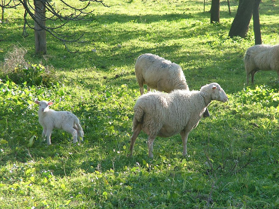 sheep, nature, mammal, group of animals, grass, domestic animals HD wallpaper