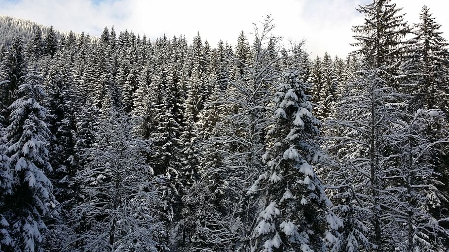 Winter, Austria, Trees, pine tree, no people, day, nature, cloud - sky HD wallpaper