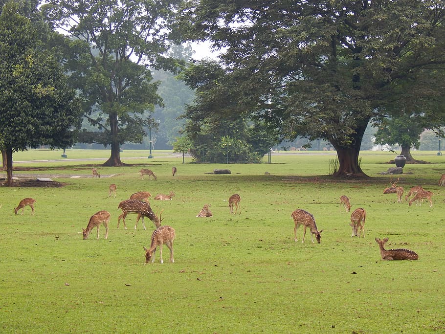 deer, park, bogor, nature, wildlife, mammal, animal, forest HD wallpaper