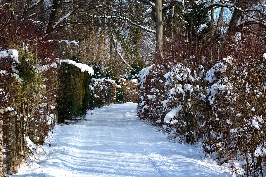 winter, snow, forest, away, trees, wintry, winter forest, snowy HD wallpaper