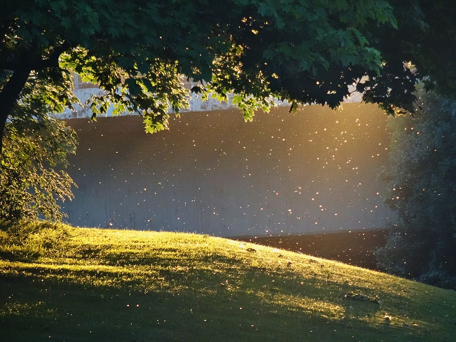 Evening, Sun, Romantic, abendstimmung, evening light, landscape HD wallpaper