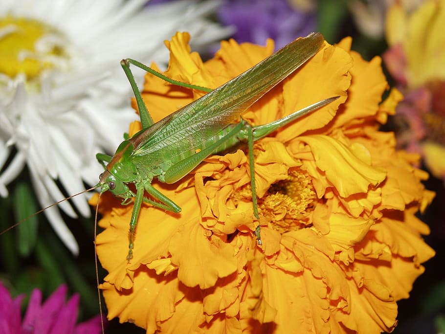 macro, grasshopper, green, flower, flowering plant, insect HD wallpaper