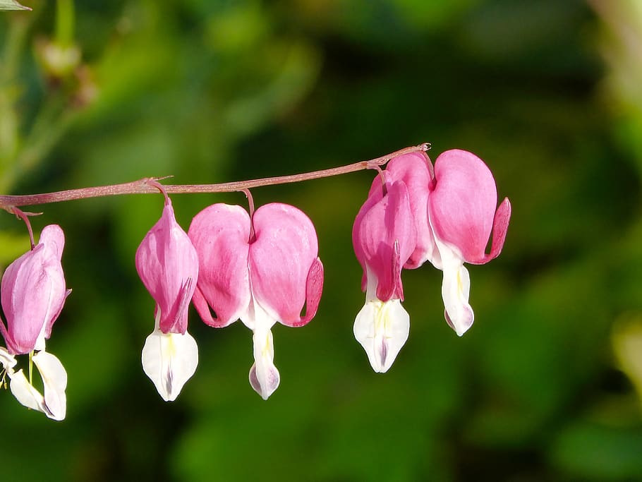 flower, heart, nature, flowering plant, freshness, beauty in nature HD wallpaper