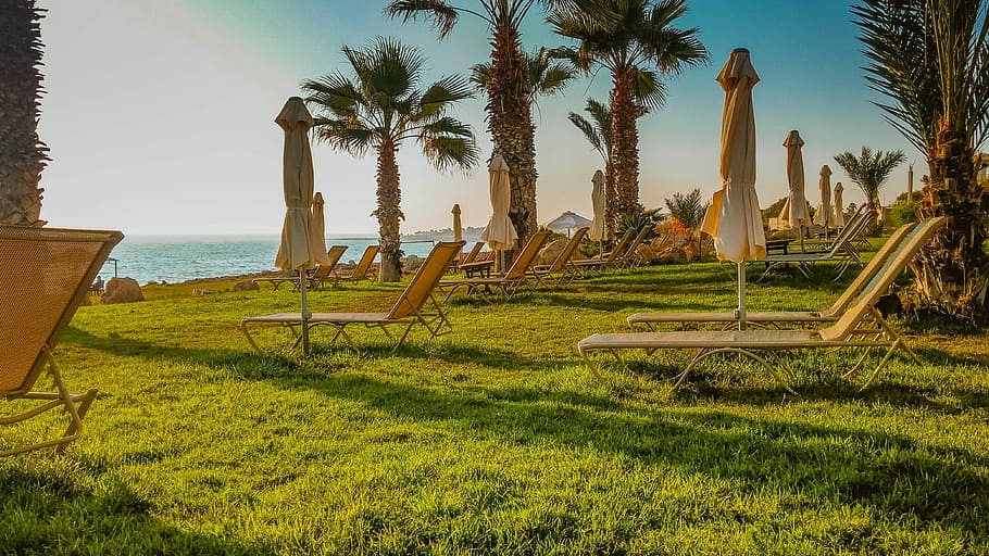 Palm Trees, Vacation, Beach, Summer, holiday, relax, exotic HD wallpaper