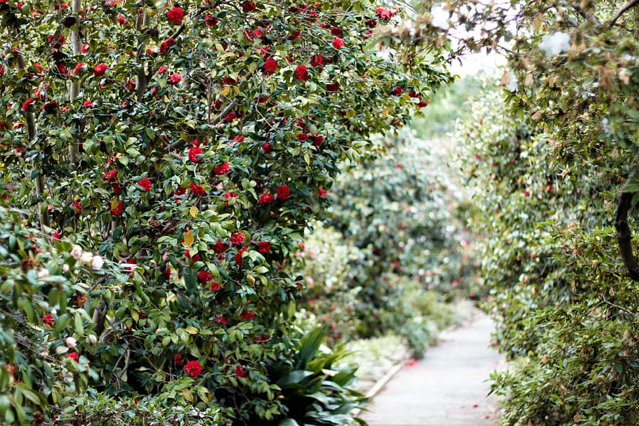 path, walk, greenery, flowers, red, bushes, pathway, park, trail HD wallpaper