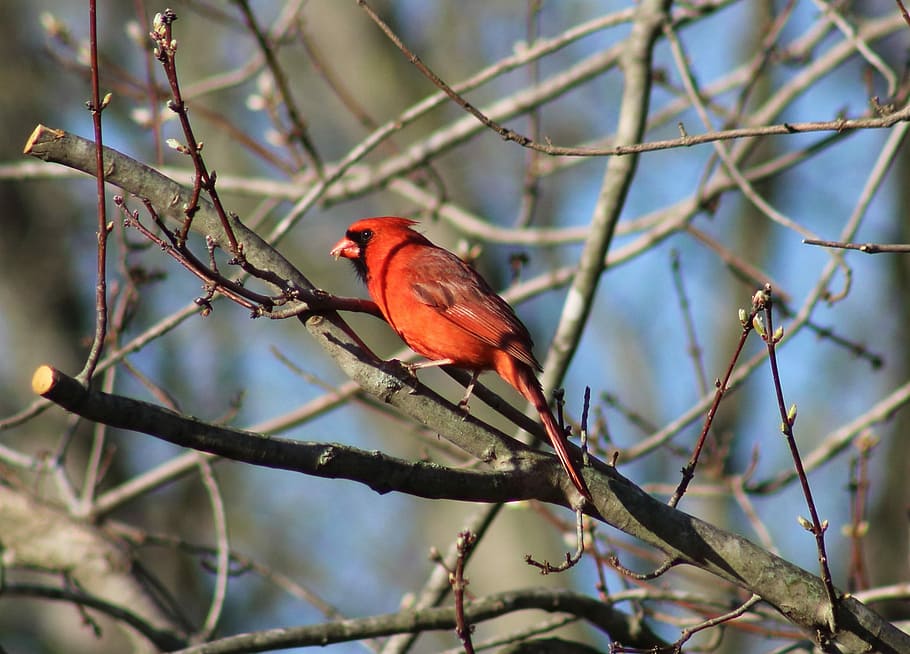 Bird, Cardinal, Nature, red, branch, perching, one animal, tree HD wallpaper