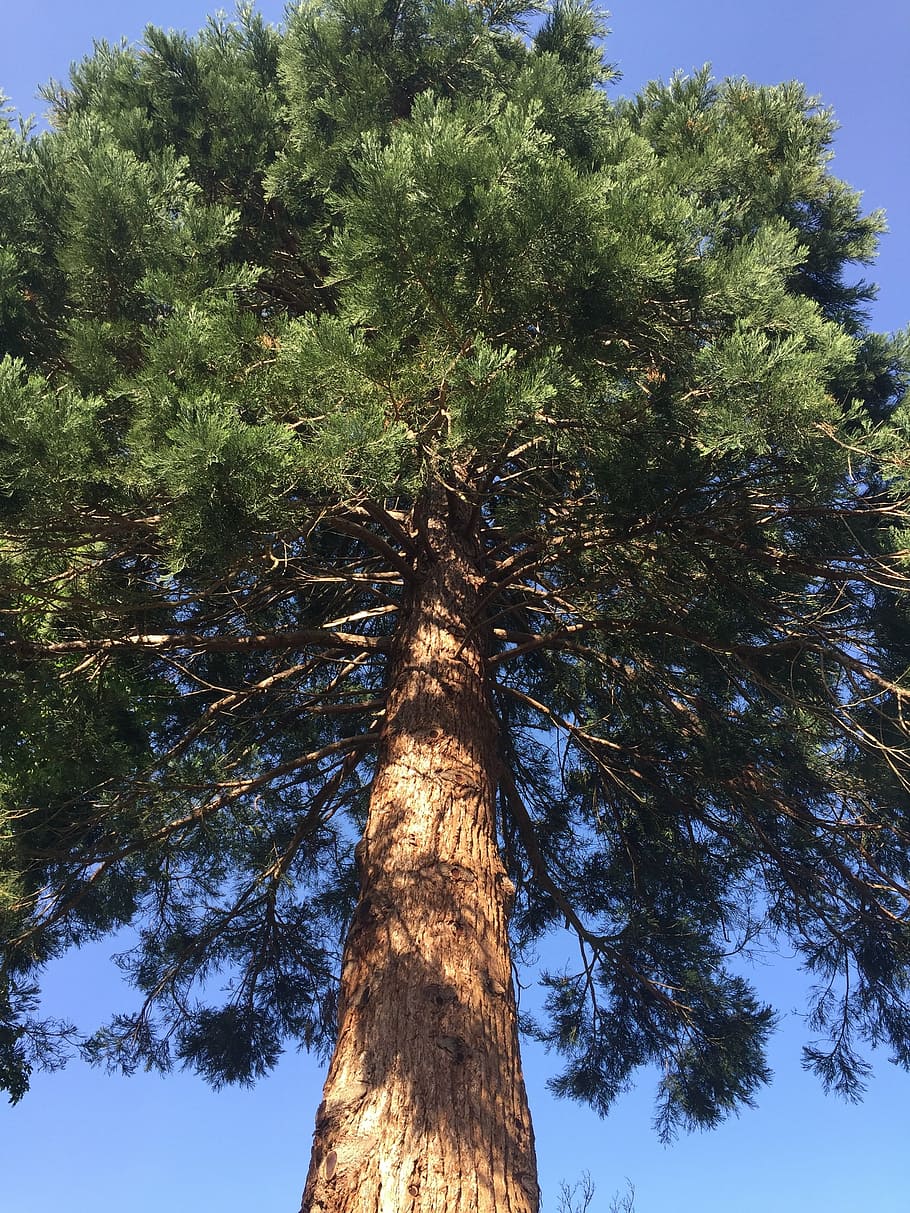 tree, redwood, tall, bark, nature, huge, massive, sierra, scenic HD wallpaper