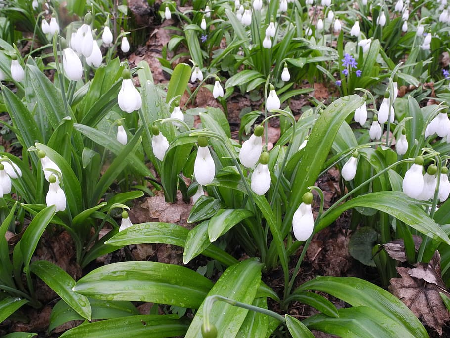 snowdrop, flowers, spring, nature, green, white, plant, growth HD wallpaper