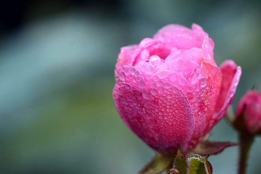 rose, dew, blossom, bloom, flower, drip, red, rose bloom, rose blooms HD wallpaper