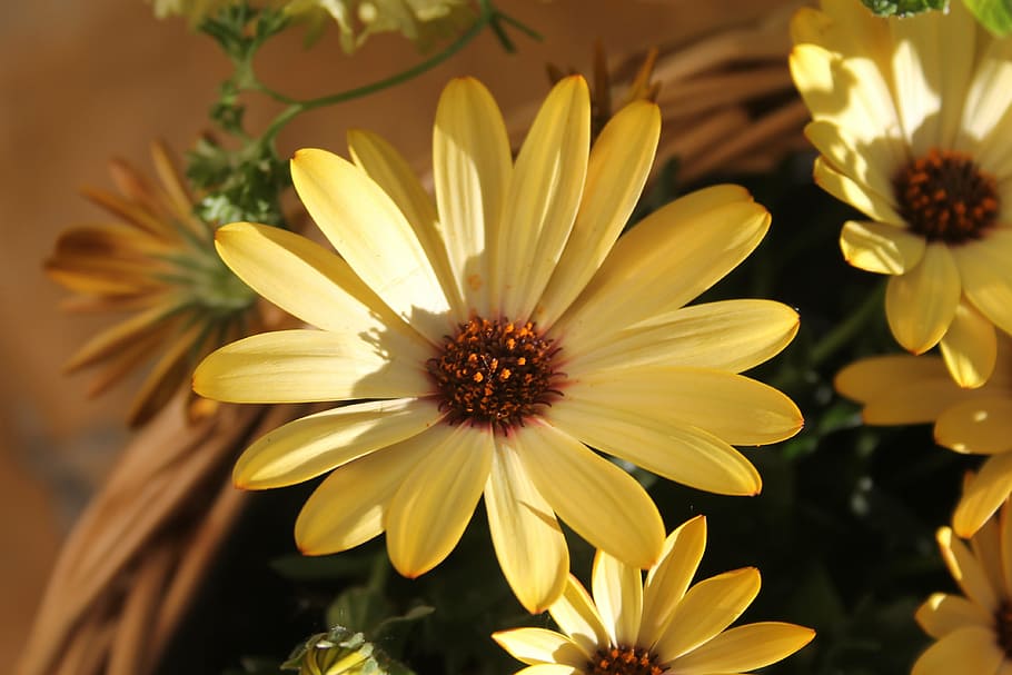 yellow flower, close, macro, nature, flowering plant, freshness HD wallpaper