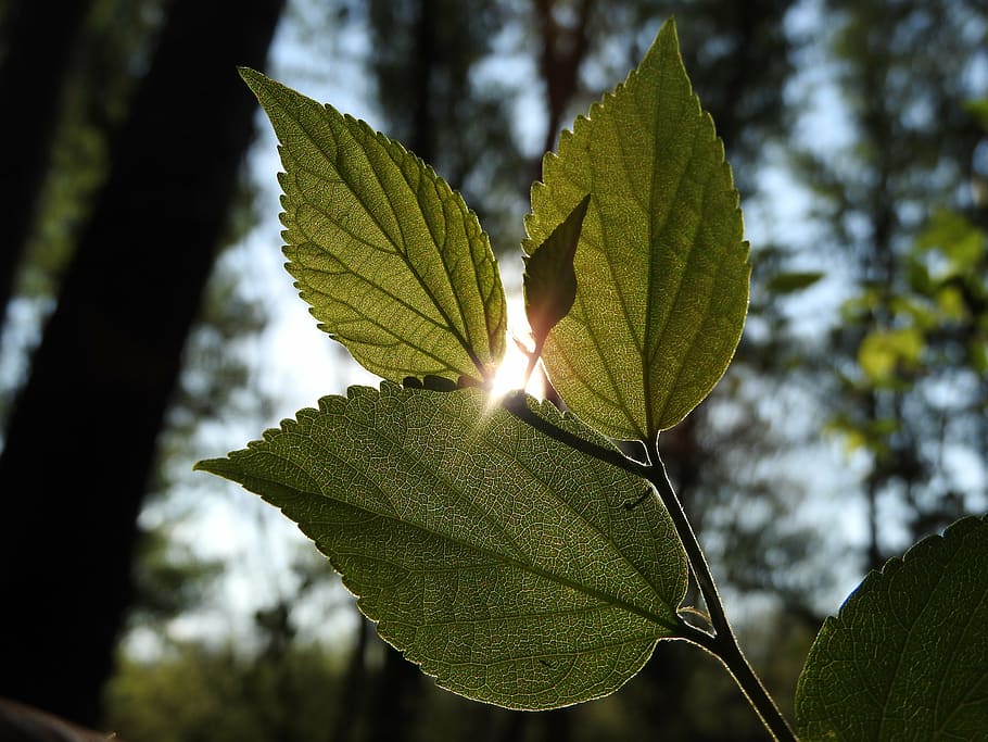sun, nature, leaf, sunbeam, green, plant part, green color HD wallpaper