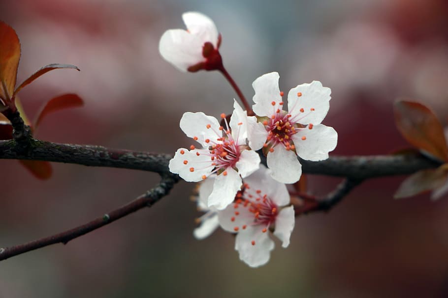Spring, Lee Flowers, blossom, cherry blossom, fragility, springtime HD wallpaper