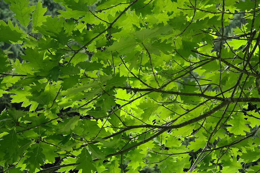leaves, tree, aesthetic, branches, green, red oak, quercus rubra HD wallpaper