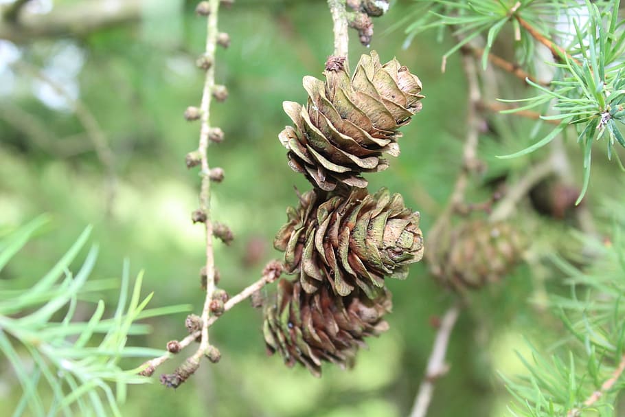 cones, larch, nature, sprig, larch cones, tree, plant, pine cone HD wallpaper