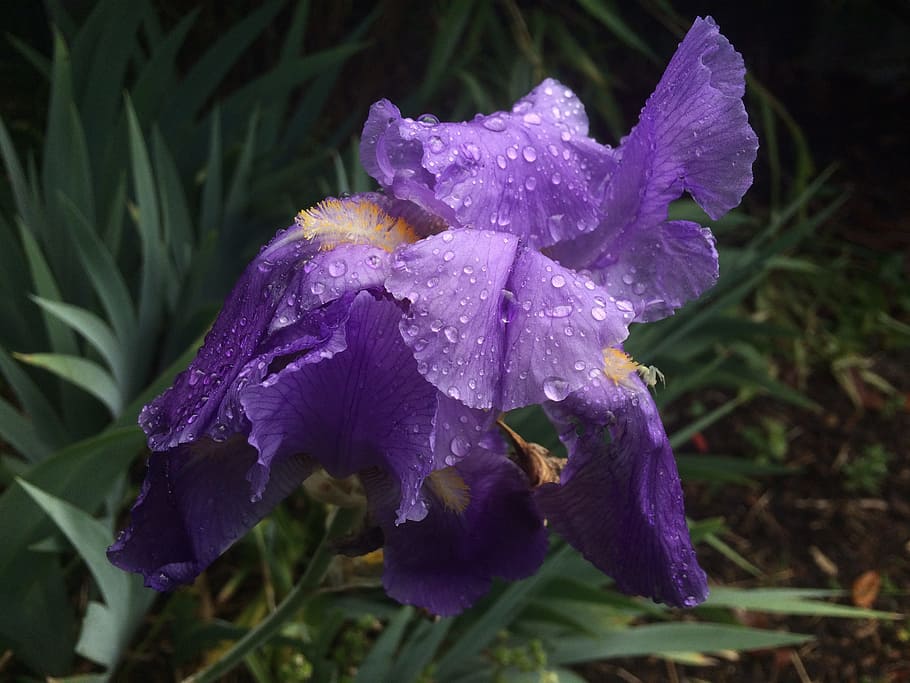 flowers, garden, rain, purple, flowering plant, vulnerability HD wallpaper