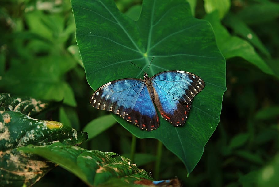 morpho butterfly perched on green leaf plant in closeup photography, HD wallpaper