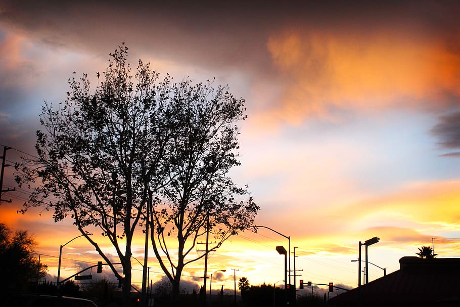 Silhouette of Tree during Sunset, backlit, clouds, dusk, electric posts HD wallpaper