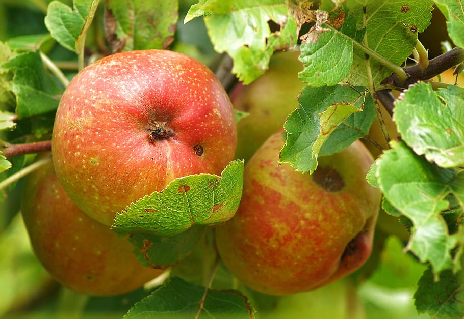 Fruit, Apple Tree, Vitamins, fruits, food and drink, leaf, freshness HD wallpaper
