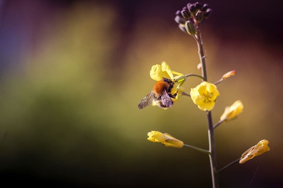 bee on top of flower, untitled, pollen, bug, insect, flowering plant HD wallpaper