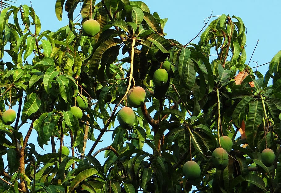mango tree under clear blue sky, mangifera indica, tropical fruit