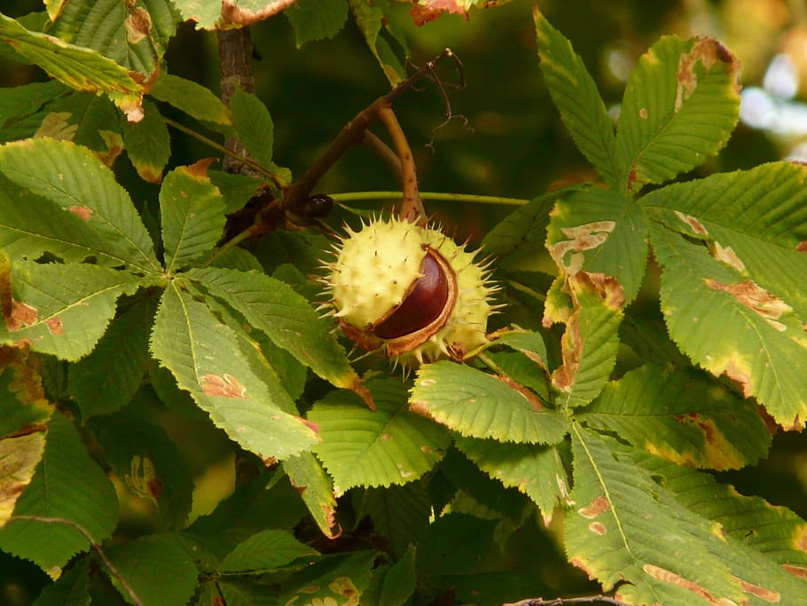 chestnut, chestnut tree, branch, leaves, chestnut leaves, prickly HD wallpaper