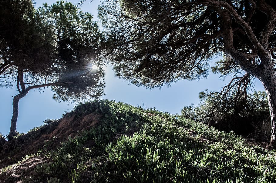 tree, landscape, green, plants, growth, tranquility, beauty in nature HD wallpaper