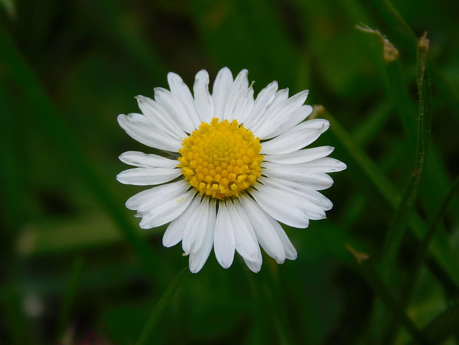 daisy, flower, nature, spring, small, outdoor, grass, color HD wallpaper