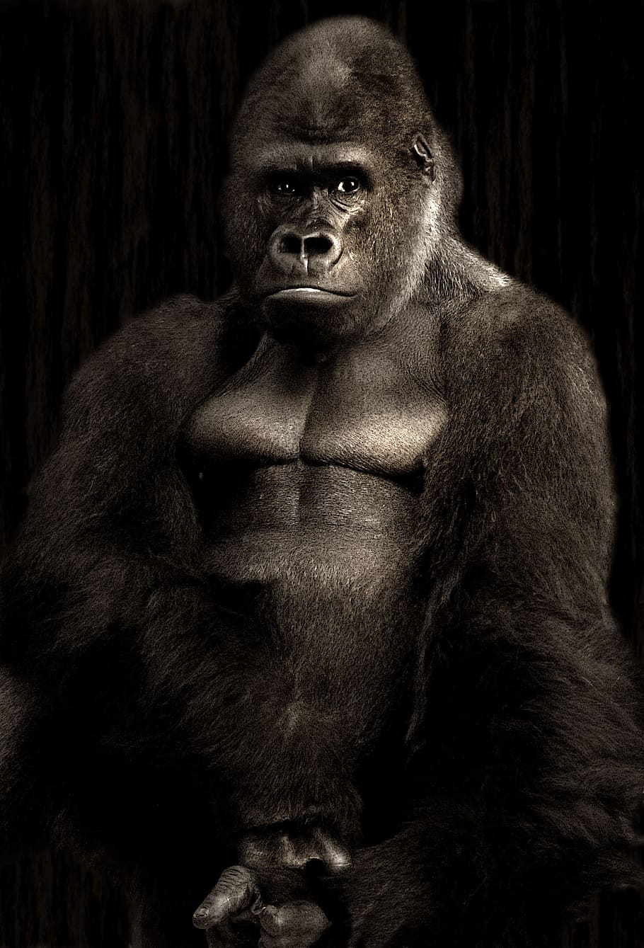 black gorilla, silverback, monkey, silvery grey, powerful, imposing