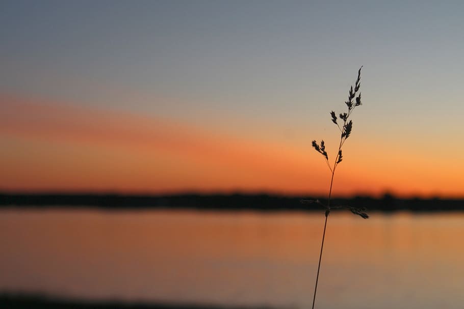 sunset, grass, river, reflections on the water, light, nature HD wallpaper