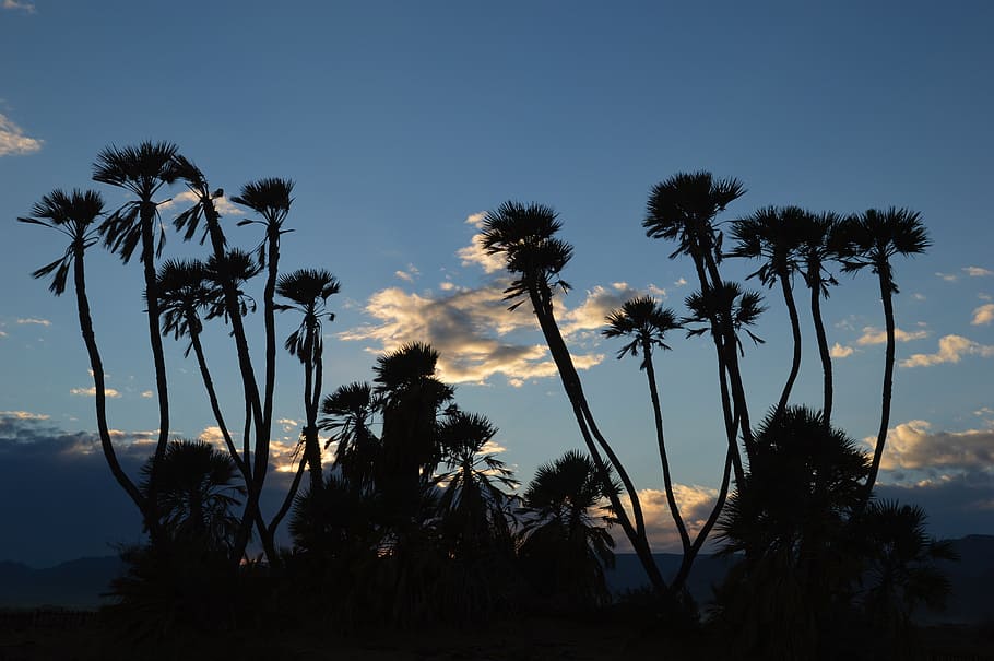 tree, palm, palm tree, tropical, nature, summer, beach, landscape HD wallpaper