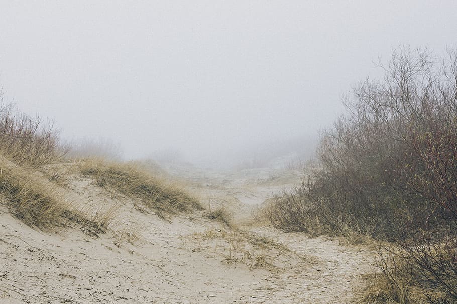 Mist in the dunes, landscape, nature, winter, outdoors, tree HD wallpaper