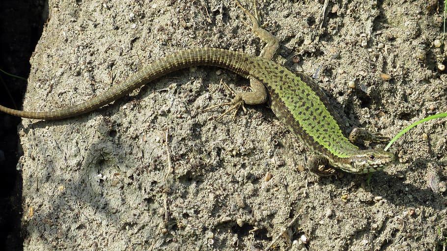 reptile, lizard, shiny, insect eater, animal, rock, stone walls HD wallpaper