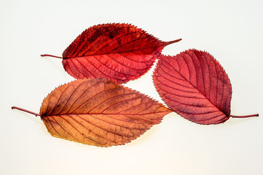 red and brown ovate leaves, autumn, leaf, fall foliage, colors of autumn HD wallpaper
