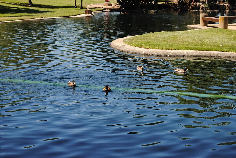 Ducks, Lake, Pond, Park, Wildlife, swimming, outdoor, waterfowl HD wallpaper