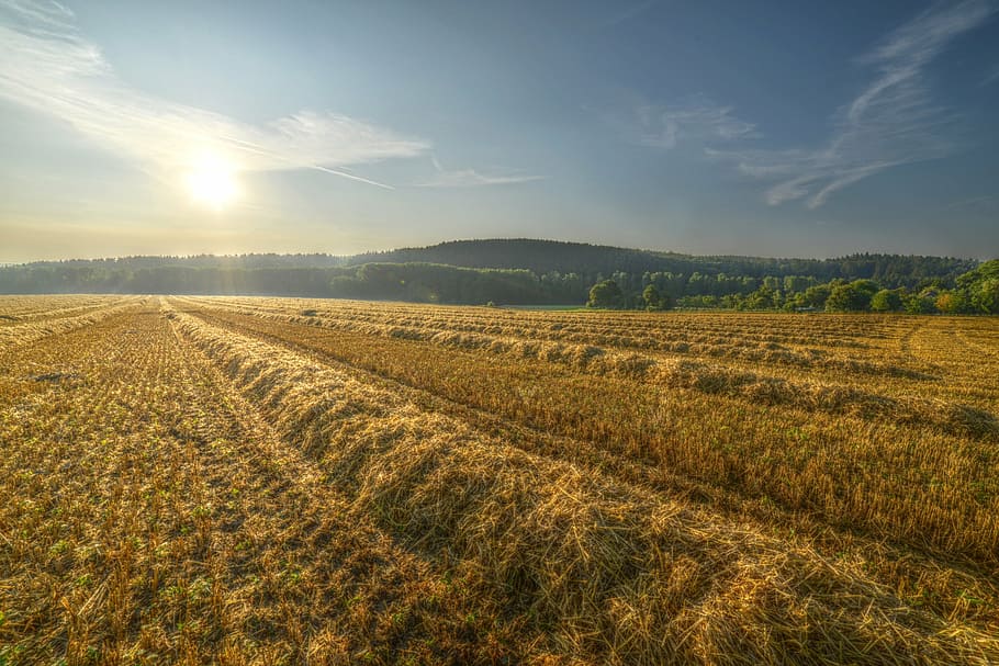 field, sun, landscape, summer, autumn, mood, sunrise, cereals HD wallpaper