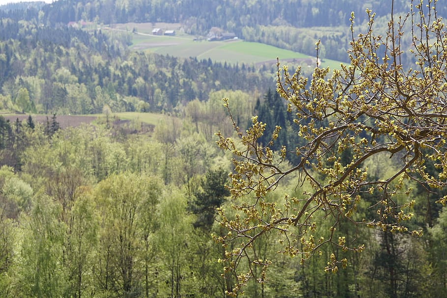landscape, view, nature, tree, spring, plant, growth, beauty in nature HD wallpaper