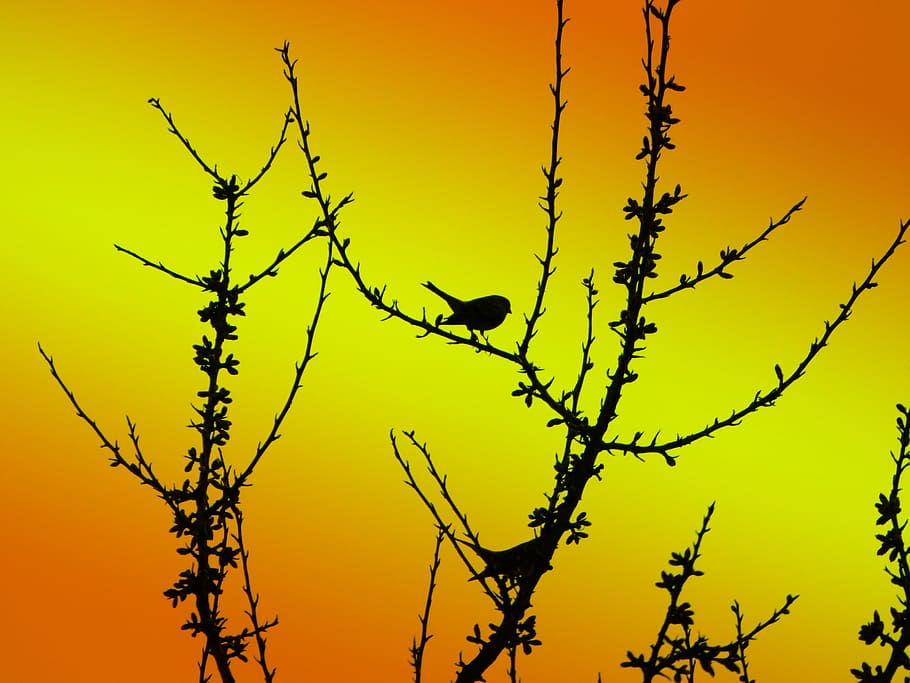bird, profile, branches, shadow, profiled, background, nature HD wallpaper