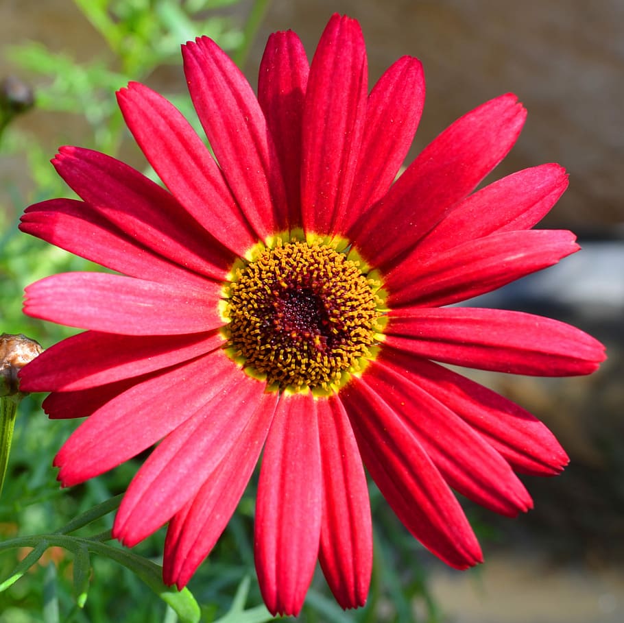 flower, nature, summer, flowering plant, petal, vulnerability HD wallpaper
