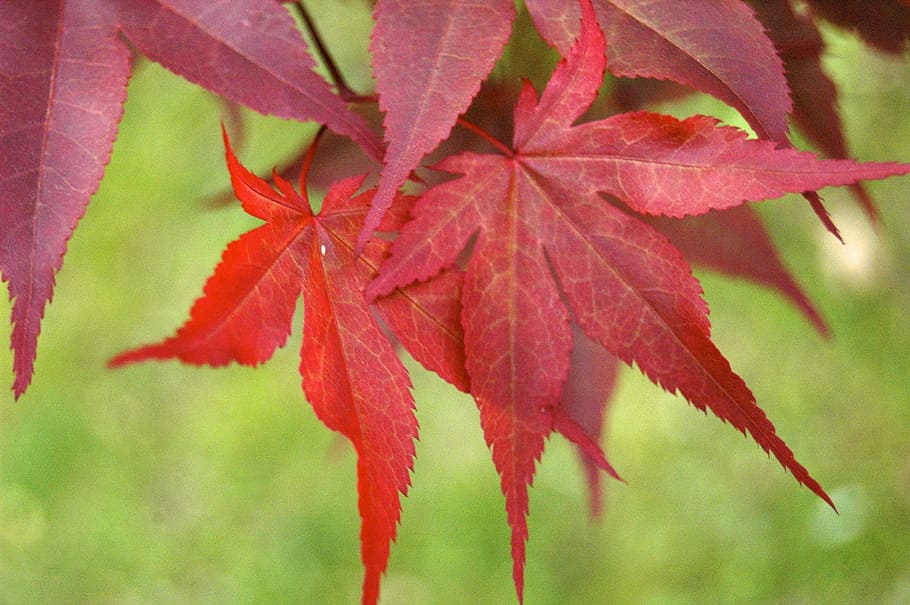 fall, maple leaf, autumn, red, season, foliage, plant part HD wallpaper