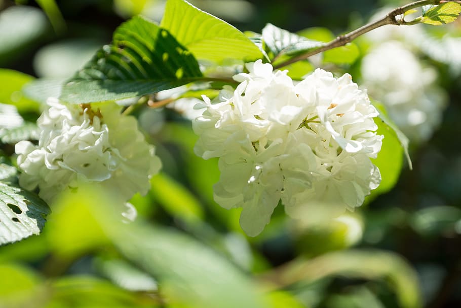 spring, flowers, plant, flowering plant, beauty in nature, growth HD wallpaper