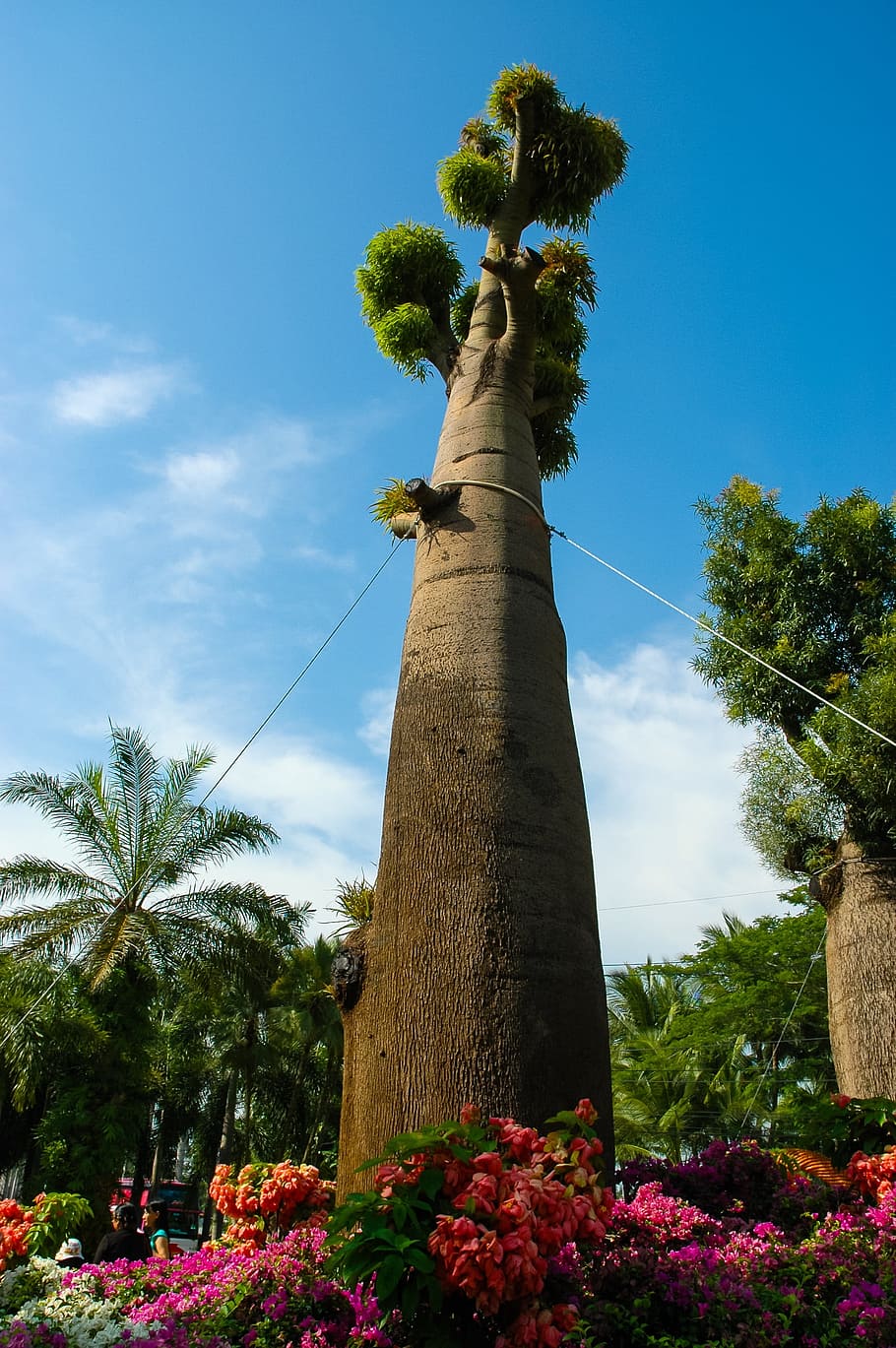 Tree, Log, Stem, thicker stem, sky, palm tree, cloud - sky HD wallpaper