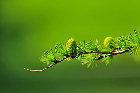 macro shot photography of green pine cone, larch, conifer cone HD wallpaper