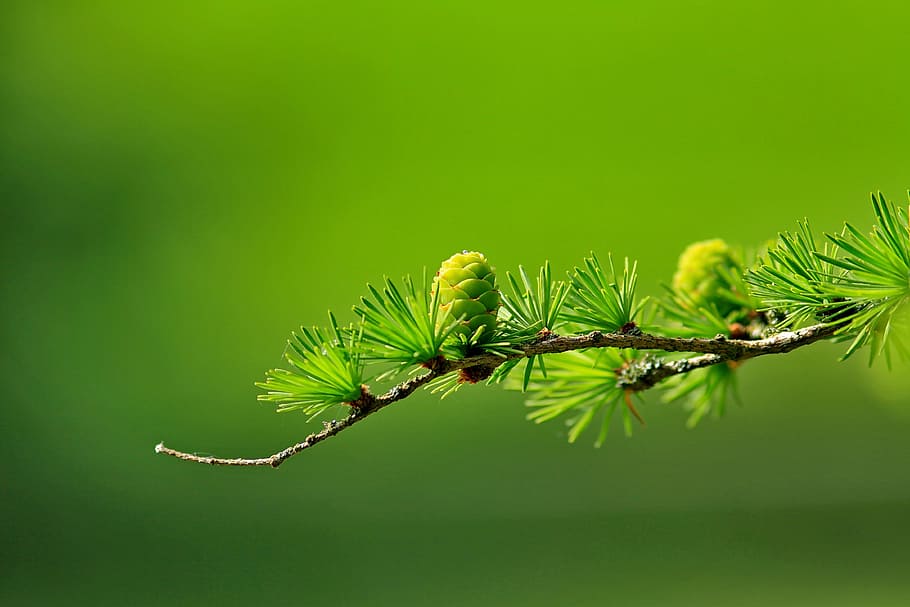 macro shot photography of green pine cone, larch, conifer cone HD wallpaper