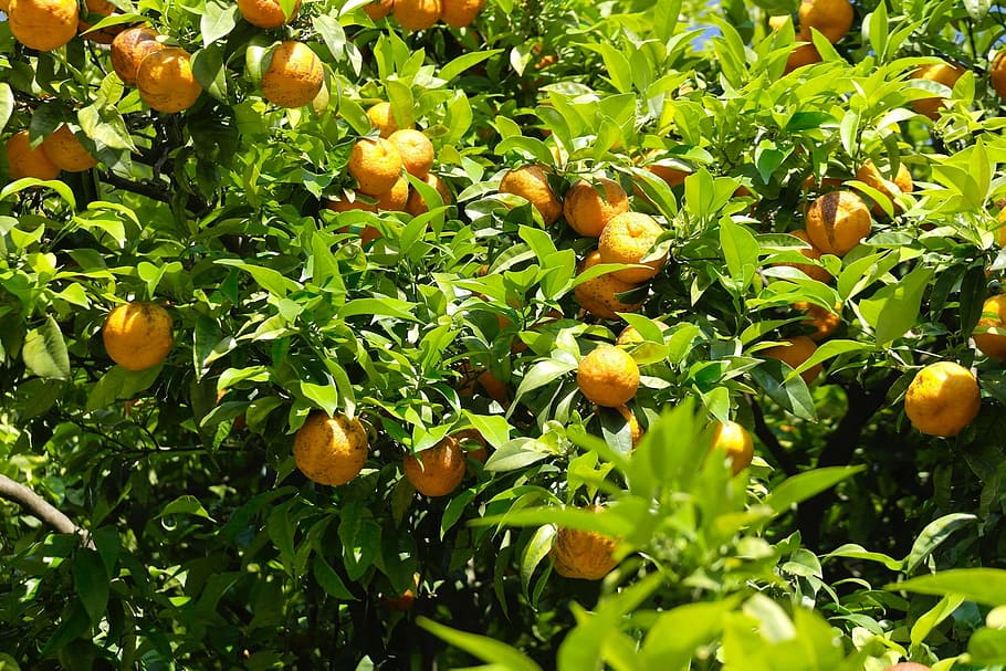 tangerines, oranges, barcelona, spain, orange tree, nature HD wallpaper